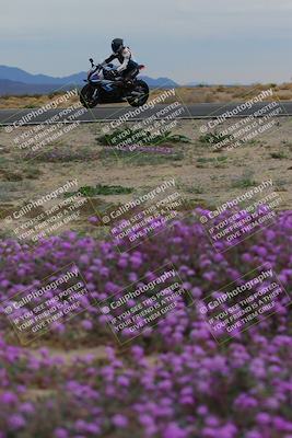 media/Jan-14-2023-SoCal Trackdays (Sat) [[497694156f]]/Turn 14 Exit Bloomig (145pm)/